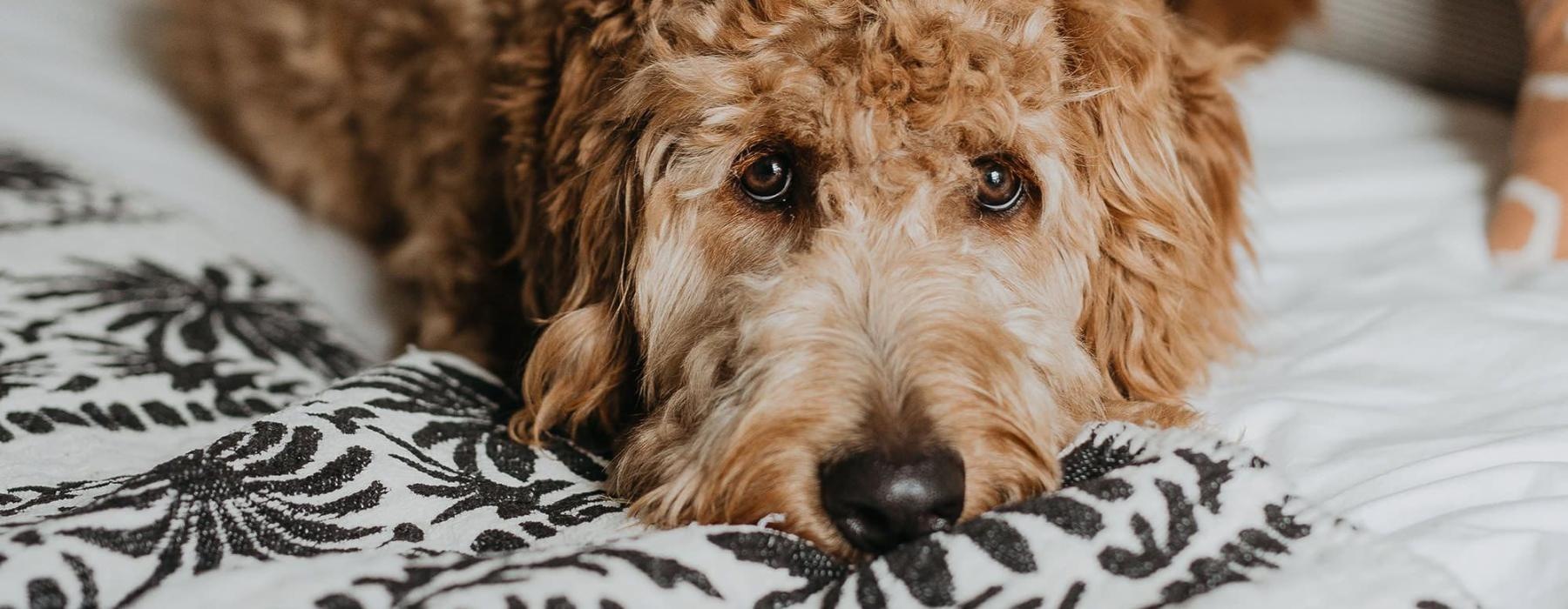 a dog lying on a bed looking