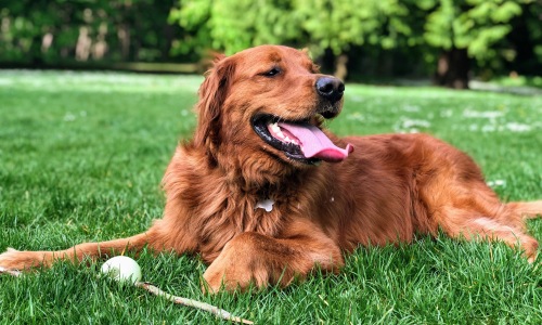 Pet Amenities Cover Image